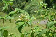 Leptodermis kumaonensis